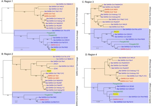 Figure 4. Phylogenetic trees of various regions of the PrC31 genome. SARS-CoV and SARS-CoV-2-related lineages are shown as orange and purple shadow, respectively. The PrC31 virus identified in this study is indicated with yellow shadow. Viral taxonomy is labelled in colour that originated in bats are labelled in blue, humans in red, and pangolins in green. Phylogenetic analyses were performed with RaxML software (v8.2.11) using the GTR nucleotide substitution model, GAMMA distribution of rates among sites, and 1000 bootstrap replicates. Region 1:1-12,719 bp; Region 2: 12,720-20,244; Region 3: 20,244-27142; Region 4: 27,143-29,749.