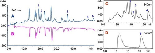 Figure 1 HPLC chromatograms of (A) ethanol extracts, (B) ethanol extracts reacted with DPPH• and prep-HPLC chromatograms of (C) fractions IV and (D) VI.