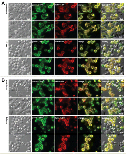 Figure 5. Crystalline inclusion bodies are not induced if γ2-HC or λ-LC of mAb-3 is replaced by an isotype-matched subunit chain. Fluorescent micrographs of HEK293 cells transfected with (A) mAb-3 γ2-HC and unrelated isotype-matched λ-LC (denoted as lambda-LC*) and (B) mAb-3 λ-LC and mAb-2 γ2-HC (denoted as gamma2-HC*). On day-2 post transfection, HEK293 cells were resuspended in fresh cell culture media with or without 15 μg/ml BFA, then immediately seeded onto poly-lysine coated glass coverslips and statically cultured for 24 hr. On day-3, cells were fixed, permeabilized, and immuno-stained. Co-staining was performed by using FITC-conjugated anti-gamma chain and Texas Red-conjugated anti-lambda chain polyclonal antibodies. In panels A and B, first two rows are the representative image fields under steady-state growth conditions, whereas rows three and four are under BFA treatment. Green and red image fields were superimposed to create ‘merge’ views. DIC and ‘merge’ were superimposed to generate ‘overlay’ views.