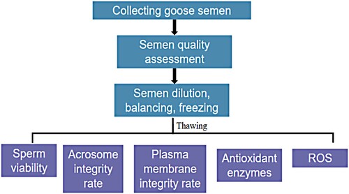 Figure 2. Best-added concentrations of DMSO and trehalose for goose semen cryopreservation were screened by detecting sperm viability, acrosome integrity, plasma membrane integrity, antioxidant enzymes, oxidation products, and ROS levels after thawing in the experiment, and combining all indicators.
