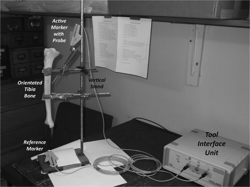 Figure 1. Arrangement of equipment showing the orientation of the bone specimen and the position of the rigid-body active markers.