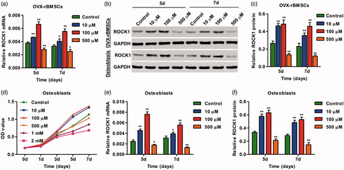 Figure 2. SrR treatment increased ROCK1 expression and viability of osteoclasts. The expression of ROCK1 in OVX-rBMSCs was measured by real-time PCR (a) and western blotting (b, c). The cell viability of osteoclasts and the expression of ROCK1 in OVX-rBMSCs were measured by CCK-8 (d), real-time PCR (e) and western blotting (b, f). *p < .05, **p < .01 compared with control.