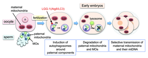 Figure 1. Fertilization-triggered autophagy degrades sperm-derived mitochondria and membranous organelles (MOs). Sperm MOs are specialized vesicular structures essential for sperm fertility. Sperm mitochondria and MOs enter the oocyte cytoplasm upon fertilization. Shortly after fertilization, ubiquitin (Ub)-signals are detected on MOs but not on the paternal mitochondria. Then sperm-derived mitochondria and MOs are sequestered by newly formed autophagosomes and degraded in lysosomes during early embryogenesis. This results in maternal inheritance of mitochondria and mtDNA. n, pronuclei.