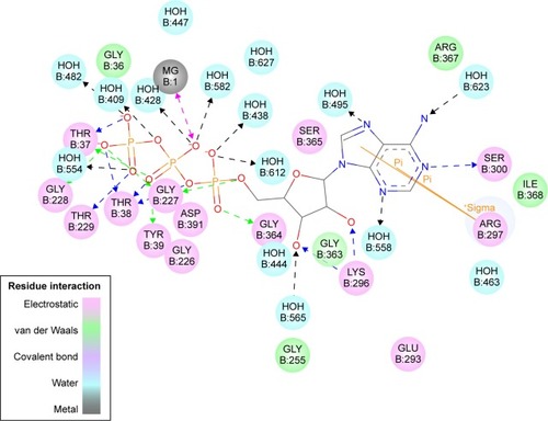 Figure 2 The 2D structure of the ATP molecule and type of interactions performed in the active site.