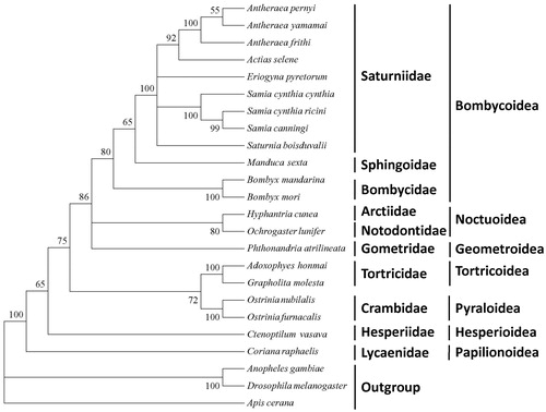 Figure 1. Maximum-likelihood tree of A. frithi with other related species based on 13 protein-coding genes. The sequences accession number of the species used in phylogenetic analysis are listed as follows: Antheraea pernyi (HQ264055); Antheraea yamamai (EU726630); Actias selene (NC_018133); Eriogyna pyretorum (NC_012727); Samia cynthia cynthia (NC_002084); Samai cynthia ricini (AJ400907); Samia canningi (NC_016704); Saturnia boisduvalli (NC_010613.1), Manduca sexta (NC_003368); Bombyx mandarina (NC_024270); Bombyx mori (NC_010266); Hyphantria cunea (AM946601); Ochrogaster lunifer (NC_003367); Phthonandria atrilineata (NC_007976); Adoxophyes honmai (NC_010613); Grapholita molesta (NC_014058); Ostrinia nubilalis (NC_008141); Ostrinia furnacalis (HQ116416); Ctenoptilum vasava (AB070264); Coreana raphaelis (NC_003395); Anopheles gambiae (KC812618); Drosophila melanogaster (NC_010522); Apis cerana (NC_017869).