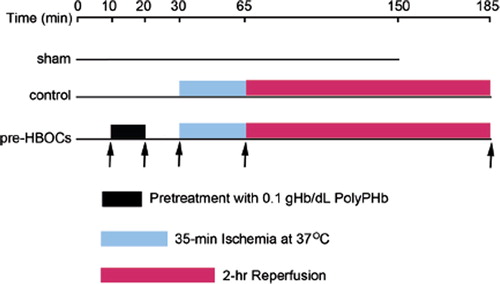 Figure 1. The experimental protocol of this study. After 10 mins of basal perfusion, the pre-HBOCs group hearts were perfused with 0.1 gHb/dL PolyPHb for 10 mins and KHB for another 10 mins and the control group hearts were perfused with KHB alone for 20 mins, then subjected to 35 mins of lethal ischemia at 37°C and 2 hr reperfusion. Hearts perfused with KHB for 150 mins without pretreatment and ischemia were used as sham control. KHB: Krebs-Henseleit buffer.