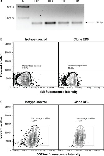 Figure 1 (A–C) Expression of Isl1, c-kit and SSEA4 on neonatal sheep cardiovascular progenitor cell clones. Neonatal sheep cardiovascular progenitor cell clones express Isl1, as identified using PCR. Representative clones expressing transcripts for Isl1 are shown (A, size 131 bp). Flow cytometry was used to identify cardiovascular progenitor clonal populations on the basis of additional markers. Shown are representative c-kit+ (B) and SSEA4+ (C) neonatal sheep cardiovascular progenitor cell clones.