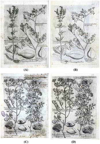 Figure 3. (A, B) Comparison between plates 178/I of exemplar in Catania Civica and A. Ursino Recupero joint Libraries (copy in four volumes) and 183/I of exemplar in Catania Regional University Library; (C, D) comparison between plates 398/III of exemplar in Catania Civica and A. Ursino Recupero joint Libraries (copy in four volumes) and 82/II of exemplar in Catania Regional University Library.
