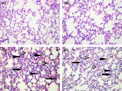 Figure 2. Representative images of histological examination of lung in each group at 12 h were shown by hematoxylin and eosin staining (original magnification × 100). There were no remarkable pathological changes in the control group (A) and BML-111 control group (B). In the APALI group (C), the lung tissues show widespread alveolar wall thickness (arrowheads) caused by edema, severe hemorrhage (open arrows) in the alveolus, alveolus collapse, and obvious inflammatory cell infiltration (closed arrows). In BML-111-pretreatment group (D), the changes in the lung were edema and mild hemorrhage in the alveolus.