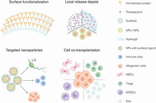 Figure 1. Immunoengineering strategies to achieve local immunomodulation in cell transplantation including 1) surface functionalization of biomaterials with immunomodulatory factors, 2) immunosuppressant-loaded biomaterial platforms (i.e. scaffolds, hydrogels, nanoparticles/microparticles) for in situ deployment and release, 3) nanoparticles with surface ligands for targeted delivery of immunomodulatory agents to lymph nodes (LN), immune cells or allogeneic graft; and 4) co-transplantation of immunomodulatory cells such as mesenchymal stem/stromal cells (MSCs), regulatory T cells (Tregs), myeloid-derived suppressor cells (MDSCs) or extracellular vesicles (EVs).