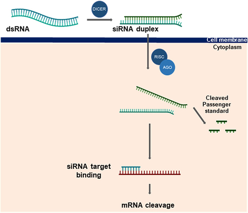 Figure 3 Gene silencing mechanisms of siRNA. Dicer processes dsRNA (either endogenous or exogenous) into siRNA, which is incorporated into the RISC complex. The passenger strand of siRNA is cleaved by AGO2, a component of RISC, leaving the guide strand to direct the complex to the complementary mRNA target. Upon binding, the guide strand initiates cleavage of the target mRNA, leading to gene silencing.