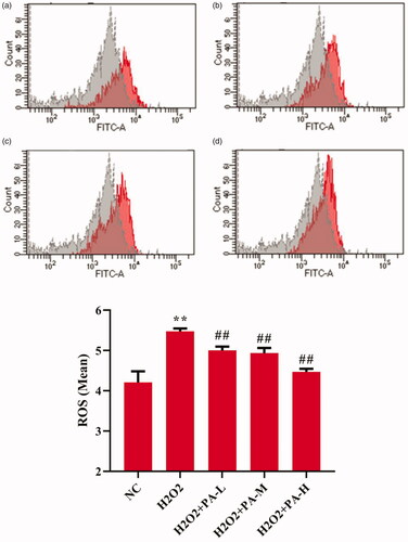 Figure 11. Effects of phenylacetamideon ROS levels in H9c2 cells. Figure a. b. c. d. Grey peaks indicate NC group, red peaks indicate H2O2 group, H2O2 + PA-L group, H2O2 + PA-M group and H2O2 + PA-H group, respectively. Values are expressed as the mean ± SD of 3 samples. *p < 0.05, **p < 0.01 vs. NC group; #p < 0.05, ##p < 0.01 vs. H2O2 group.