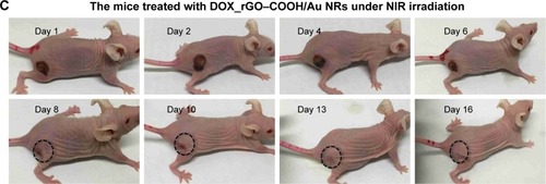 Figure 5 (A) The relative tumor size of mice in different treatment groups with or without NIR radiation. (B) The change in mouse body weight ratios in different treatment with or without NIR radiation. (C) Representative photographs of the mice at different times after treatment with DOX_rGO–COOH/Au NRs under NIR radiation.Abbreviations: Au NRs, gold nanorods; DOX, doxorubicin; rGO–COOH, carboxylated-reduced graphene oxide; NIR, near infrared.