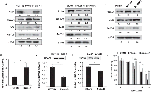 Figure 5. DNA-PKcs negatively regulates HDAC6 expression but promotes its deacetylase activity in vitro. (a) HCT116 cell lysates were immunoblotted with anti-HDAC6, anti-acetylated-α-tubulin (Ac-Tub), anti-α-tubulin (α-Tub), anti-Ku80, and anti-DNA-PKcs antibodies. (b) HeLa cells were transfected with either control or specific siRNA against N – or C-terminus of DNA-PKcs mRNA for 48 hours, and were immunoblotted as shown. (c) HCT116 cells treated with Nu7441 or Ku55933 (10 μM each, 24 hours) were immunoblotted. (d) Expression of HDAC6 mRNA in HCT116 and DNA-PKcs−/ – cells was determined by RT-PCR analysis. **P< 0.01. (e, f) HDAC6 proteins immunoprecipitated from HCT116 and DNA-PKcs−/ – cells (e) or HeLa cells ± Nu7441 (10 µM, 24 hours) (f) were analyzed by colorimetric deacetylation assay. Upper panels show HDAC6 protein levels in the assay. **P< 0.01. (g) HCT116 cells treated with TubA for 72 hours were analyzed by MTT cell viability assay. **P< 0.01
