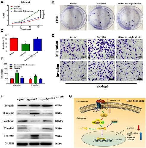 Figure 7 Borealin exerted oncogenic functions by activating the Wnt/β-catenin signaling pathway. (A) β-catenin interference significantly rescued the promotive proliferation ability caused by Borealin overexpression via the CCK-8 assay. (B) β-catenin interference significantly counteracted Borealin overexpression-promoted cell clone formation. (C) Si-β-catenin significantly rescued Borealin overexpression-inhibited ability on cell apoptosis. (D and E) Si-β-catenin reversed the promotive capacities of Borealin overexpression on migration and invasion as shown by transwell assay. (F) Si-β-catenin markedly neutralized the enhanced capacity on EMT by upregulated Borealin. (G) A schematic illustration showed that Borealin influenced cell proliferation, invasion and EMT via the Wnt/β-catenin signaling pathway in HCC. Error bars indicate SD. *P < 0.05; **P < 0.01.