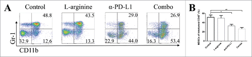 Figure 6. L-arginine plus α-PD-L1 antibody inhibited MDSC proliferation in orthotopic osteosarcoma models. (A) Representative data of frequencies of CD11b+ Gr-1+ MDSCs in intratumoral CD45+ cells. (B) Pooled data of proportions of MDSCs in tumor in different groups (calculated from CD11b+ Gr-1+/CD45+). n = 5/group. * P < 0.05 and ** P < 0.01. Data were presented as mean ± SEM.
