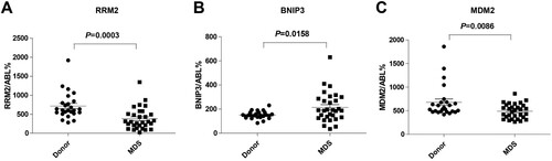 Figure 11. In vitro validation of three risk genes. (A) RRM2, (B) BNIP3, (C) MDM2 mRNA expression level in the healthy controls and MDS samples.