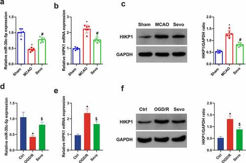 Figure 3. SEV controls miR-30 c-5p and HIPK1 in vitro and vivo models of CIRI. (a) Apparent decline of miR-30 c-5p in vivo model of CIRI, while restoration of miR-30 c-5p via SEV; (b-c) Clear elevation of HIPK1 in vivo model of CIRI, while silence of HIPK1 via SEV; (d) Obvious depression of miR-30 c-5p in vitro Ogd/R model, while elevation via Sev; (e-f) Up-regulation of HIPK1 in vitro Ogd/R model, while silence via SEV; (a-c) n = 6, (d-f) n = 3; The data were expressed as mean ± SD; * vs. the Sham, P < 0.05; # vs. the MCAO, P < 0.05; + vs. the Ctrl, P < 0.05; $ vs. the Ogd/R, P < 0.05