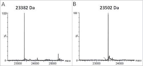 Figure 2. Rabbit-human chimeric 155D5 is cysteinylated at C80. Rabbit-human chimeric anti-human CA9 mAb 155D5 was purified using protein A affinity chromatography, reduced using harsh (20 mM DTT, 60°C, panel (A) or very mild (100 µM DTT, room temperature, panel (B) conditions and analyzed by mass spectrometry. The mass shift of 120 Da indicates the presence of a capping cysteine group on the light chain.