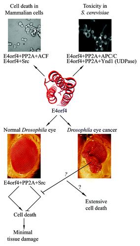 Figure 1. Cell killing by E4orf4 and its partners is conserved in evolution and is accompanied by inhibition of classical apoptosis in normal Drosophila tissues. Mechanisms underlying E4orf4-induced cell death were investigated in various organisms. Work in mammalian cells in tissue culture revealed a role for PP2A, Src kinases, and the ACF chromatin remodeling factor in E4orf4-induced cell death.Citation1,Citation2,Citation4 Work in yeast revealed the roles of PP2A, Golgi UDPase (Ynd1), and the anaphase-promoting-complex/cyclosome (APC/C) in E4orf4 toxicity.Citation5,Citation6 Work in Drosophila revealed that E4orf4 induced PP2A- and Src-dependent cell death in normal tissues while inhibiting classical apoptosis.Citation7 The concomitant induction and inhibition of cell death resulted in minor damage to normal tissues. We hypothesize that the more effective cell killing induced by E4orf4 in cancer cells may stem from reduced inhibition of classical apoptosis in these cells. This as-yet-untested hypothesis is represented by question marks. E4orf4 is represented by its structural model.Citation8