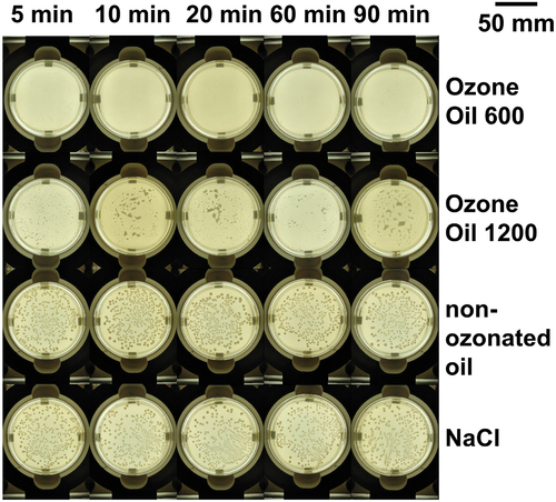 Figure 2. Resulting Petri dishes with E. coli as test strain for solid medium kinetic analysis and different exposure times and antimicrobial agents or negative control agents. Ozone Oil 600 and Ozone Oil 1200 are compared as antimicrobial agents and non-ozonated oil and NaCl as negative control agents for exposure times of 5 min, 10 min, 20 min, 60 min, and 90 min, respectively. As culture medium 0.9% NaCl is used.