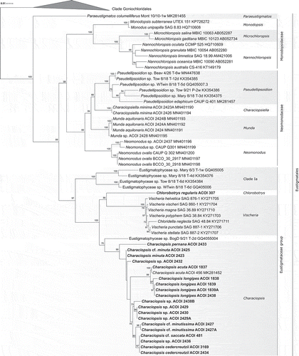Fig. 26. Phylogeny of Eustigmatophyceae based on the rbcL gene, showing the Eustigmatales. The phylogeny shown was inferred using the Maximum likelihood method implemented in RAxML (employing GTR+Γ substitution model) with bootstrap analysis followed by a thorough search for the ML tree. Bootstrap values higher than 50 are shown. Labels at terminal leaves comprise the strain updated taxonomic name followed by the collection reference number when applicable and the GenBank accession number. New sequences highlighted in bold. The tree was rooted at the ordinal clade Goniochloridales which is shown collapsed for simplicity