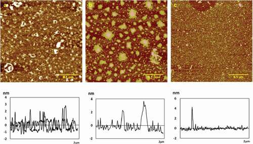 Figure 2. Typical AFM height images of chitosan self-assembly in KCl solution with different ions concentration in 512 × 512 pixels. Scale bar = 500nm. (a) 0.2 mg/mL; (b) 0.5 mg/mL; (c) 1.0 mg/mL.
