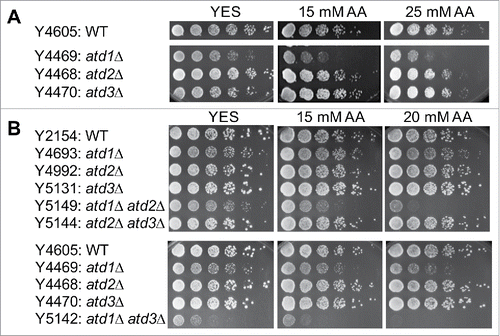 Figure 1. Atd1, Atd2 and Atd2 are involved in acetaldehyde detoxification. (A, B) Five-fold serial dilutions of cells of the indicated genotypes were grown on YES agar medium containing 0, 15, and 25 mM acetaldehyde. Cells were incubated for 3 to 5 d at 30°C. As described in the methods section, due to the difficulty in preventing acetaldehyde evaporation, the initial concentrations of acetaldehyde in the medium are shown. Representative images of repeat experiments are shown.