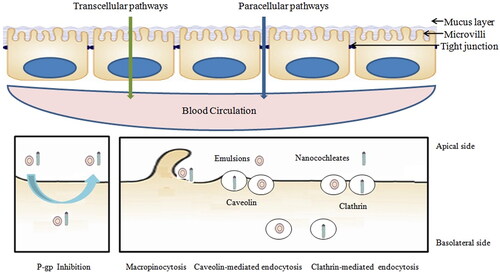 Figure 2. Nanotechnology enhances the oral absorption of poorly water-soluble drugs.