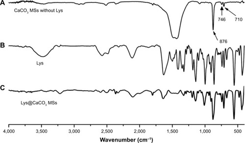 Figure 2 FTIR spectra of the samples.Notes: (A) CaCO3 MSs without Lys; (B) Lys; (C) Lys@CaCO3 MSs. The arrows indicate the absorption peaks of calcite located at 710 and 876 cm−1; and vaterite at 746 cm−1.Abbreviations: FTIR, Fourier transform infrared spectroscopy; Lys, L-lysine; MSs, microspheres.
