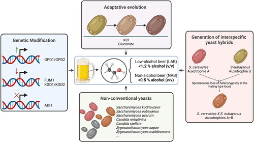 Figure 1. New yeasts strategies to produce LAB and NAB.