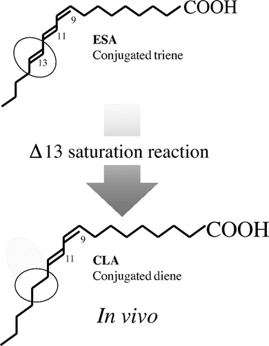 Fig. 3. The Δ13 saturation reaction.