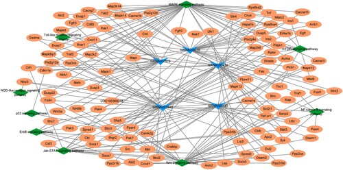 Figure 6. Network of DEtsRNAs. The tsRNA-target-pathway-pyroptosis network includes five DEtsRNAs (tsRNA003489, tsRNA001840, tsRNA003424, tsRNA007679, and tsRNA009238), 110 mRNAs (including Nek7. NLRP3, GSMDA), and nine pathways.