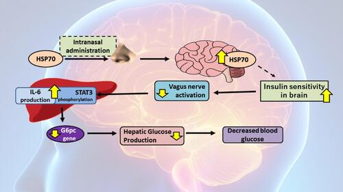 Figure 4 HSP70 expression role on brain tissue in insulin sensitivity and glycemic control.