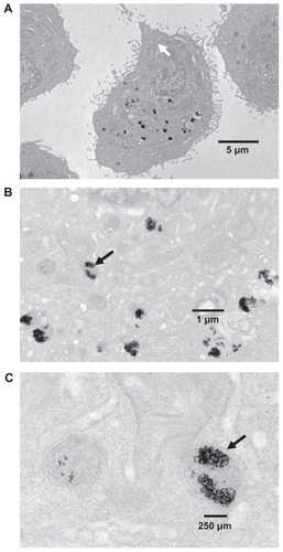 Figure 7 Cellular uptake of Au-PAM-PB. Transmission electron microscopic analysis of MDA-MB-231 cells treated with Au-PAM-PB 100 nM for 24 hours showed internalization of Au-PAM-PB by lysosomes in the cells. Magnifications of the figures shown as (A) 6000×, (B) 20,000×, and (C) 80,000×. The experiment was repeated at least three times with similar results.Abbreviations: Au, gold; PB, plumbagin; PAM, polyethylene glycol-amine.