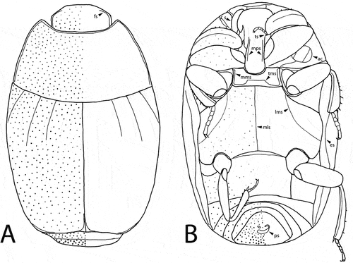 Figure 2. Eulomalus balticus sp. nov. A – dorsal view (fs = frontal stria); B – ventral view (ac = antennal club, es = epipleural stria, lms = lateral metaventral stria, mls = median longitudinal stria, mms = marginal mesoventral stria, mps = marginal prosternal striae, ps = pygidial sculpture, s = scape, tms = transverse mesoventral stria).
