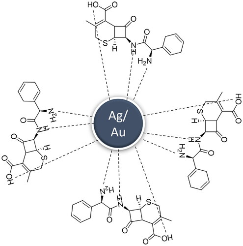 Figure 7. Mechanism of the interaction between AgNPs, AuNPs and cephradine [Citation35].