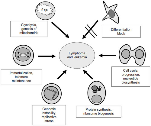 Figure 1 Major biological activities elicited by deregulated MYC that contribute to the development and progression of leukemia and lymphoma.