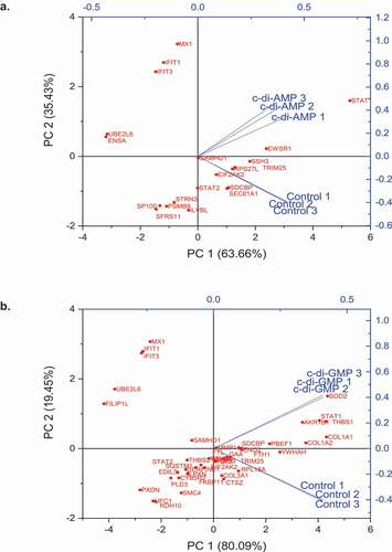 Figure 5. Multivariate analysis shows similar mapping of modulation of expressed proteins by both c-di-AMP and c-di-GMP. Four of the proteins (MX1, IFIT 1, IFIT3 and UBE2L6) seen in the upper left PC2 axis were also at the top of the VIP plots (Figure S6) and were the most statistically significant upregulated proteins (Figures S7 and S8). PCA analysis and biplots were created in the Origin (Pro), Version 2020 software (originlab corporation, northampton, MA).