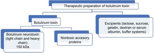 Figure 2 Simplified contents of therapeutic botulinum toxin preparations.