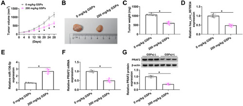 Figure 7 GSPs restrained CSCC tumor growth via regulating the hsa_circ_0070934/miR-136-5p/PRAF2 axis. A431 cells were injected into nude mice, and then the mice were given a gavage of 200 mg/kg GSPs daily (0 mg/kg GSPs was used as control group) when the tumor volume reached about 100 mm3. (A) Tumor volume was measured every 4 days. (B and C) After the tumor was removed, the tumor was photographed and weighted. (D and E) The expression of hsa_circ_0070934 and miR-136-5p was measured by qRT-PCR. (F and G) The mRNA and protein expression of PRAF2 was determined using qRT-PCR and WB analysis. *P < 0.05.