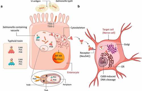 Figure 2. Schematic overview of typhoid toxin secretion and export, and intracellular trafficking of the typhoid toxin. A) Typhoid toxin expression commences upon invasion of S. Typhi into host cells. Specifically, typhoid toxin consists of two enzymatic subunits, PltA and CdtB, which bind to pentamers of PltB or PltC. Upon assembly, the toxin subunits are secreted into the bacterial periplasm (inset). The bacterial transpeptidase YcbB and muramidase TtsA are required for typhoid toxin secretion into the lumen of the Salmonella containing vacuole. Subsequently, typhoid toxin is packaged into vesicle carrier intermediates, which transport the toxin to the plasma membrane where it gets released into the extracellular space. B) The fully assembled PltB toxin binds to the N-acetylneuraminic acid cell surface receptor (Neu5Ac) which results in the endocytosis and retrograde trafficking to the Golgi complex and endoplasmic reticulum (ER) where the CdtB component is released from its pentameric structure and proceeds into the nucleus to induce DNA damage via its DNase I activity. T3SS = type III secretion system.