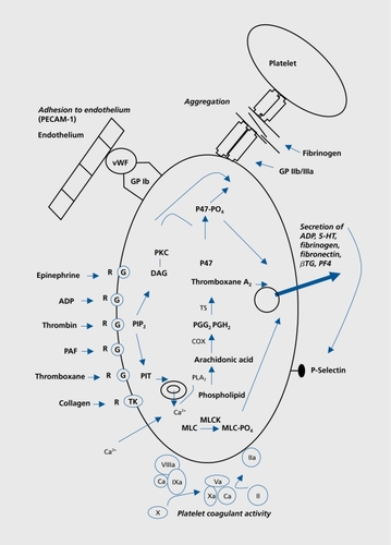 Figure 1. Diagrammatic representation of primary hemostasis. 5-HT, serotonin; vWF, von Willebrand factor; ADP, adenosine diphosphate; βTG, β-thromboglobulin; PF4, platelet factor 4; MLC, myosine light chain; MLCK, myosine light chain kinase; PGG2, prostaglandin G2; PGH2, prostaglandin H2; PIP2 phosphatidylinositol 3,4-bisphosphate; PKC, protein kinase C; P47, pleckstrin phosphoprotein; TK, tyrosine kinase; PECAM, platelet endothelial cell adhesion molecule; DAG, diacylglycerol; COX, cyclo-oxygenase Adapted from ref 21: Colman RW, Clowes AW, George JN, et al. Hemostasis and Thrombosis: Basic Principles and Clinical Practice. Fifth ed. Philadelphia, Pa: Lippincott Williams and Wilkins; 2006. Copyright © Lippincott, Williams and Wilkins 2006.