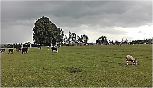 Figure 3. Sereges as village common or pasture in Weyeradeban village (Photo taken by corresponding author, September 2020).