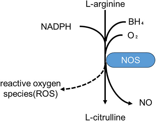 Figure 1 The metabolic pathway of NO generation. NO is generated from L-arginine to L-citrulline by the nitric oxide synthase (NOS) in some cofactors, biopterin, O2, nicotinamide-adenine dinucleotide phosphate (NADPH). Reduced levels of BH4 or l-arginine lead to uncoupling of reduced NADPH oxidation and NO synthesis, resulting in the generation of reactive oxygen species.