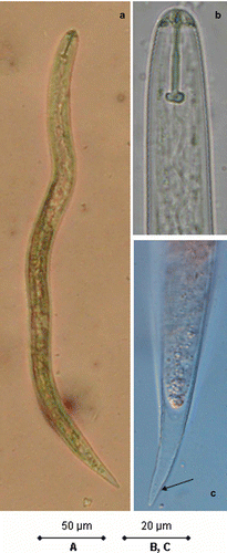 Fig. 1. (Colour online). Photomicrographs of the second stage juveniles of G. rostochiensis associated with potato in Quebec, Canada: a, entire body; b, head; c, tail.