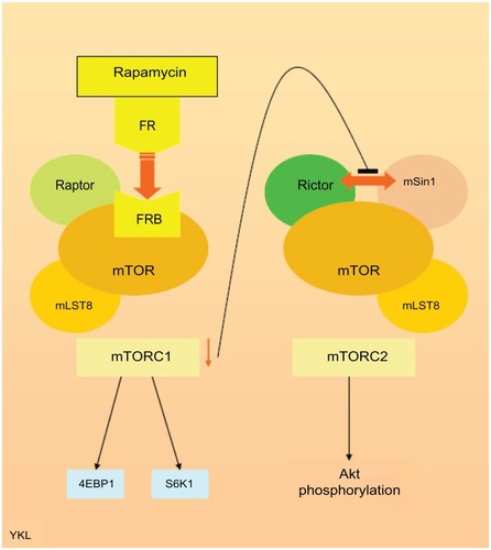 Figure 1 Simplified diagram illustrating the mammalian target of rapamycin complex and mechanism of mammalian target of rapamycin inhibition by rapamycin.Abbreviations: 4EBP1, eukaryotic translation initiation factor 4E binding protein-1; FR, FKBP12-rapamycin; FRB, FKBP12-rapamycin binding; mLST8, target of rapamycin complex subunit LST8; mSin1, mitogen-activated protein kinase-associated protein-1; mTOR, mammalian target of rapamycin; mTORC1, mammalian target of rapamycin complex-1; mTORC2, mammalian target of rapamycin complex-2; raptor, regulatory-associated protein of mammalian target of rapamycin; rictor, rapamycin-insensitive companion of mammalian target of rapamycin; S6K1, ribosomal protein S6 kinase-1.