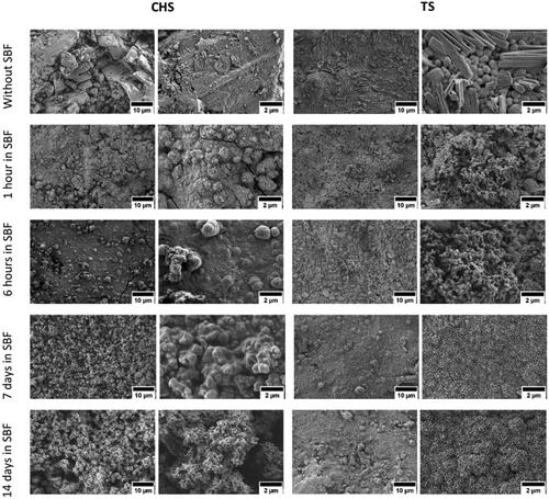 Figure 1. SEM images of CHS and TS samples after immersion in SBF, showing a change in surface morphology with immersion time.