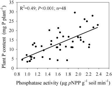 Figure 4. Correlation between phosphatase activity and plant P content. Each dot inside the figure represents each pot in the experiment. The data were fitted by significant regressions (plant P content = −5.3+11.4 phosphatase activity).