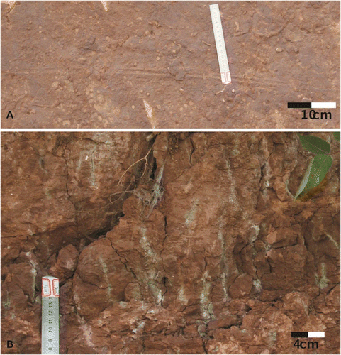 Figure 9. Occurrence characteristics of the trace fossils in the Upper Cretaceous of Xixia Basin. (A) Archaeonassa isp. with abundant P. tubularis. (B) Rhizoliths.
